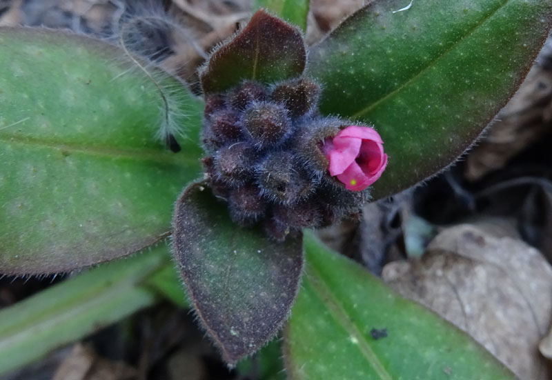Pulmonaria vallarsae ?
